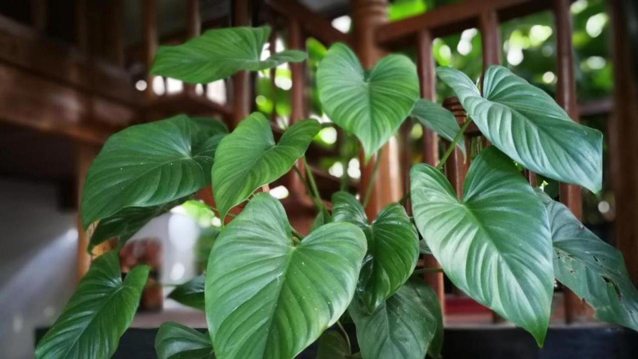 Maison Model D'Angkor سيام ريب المظهر الخارجي الصورة